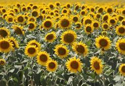 Trakya'nın 'sarı gelini' sıcaklık stresini şimdilik yendi, çekirge tehlikesiyle karşı karşıya