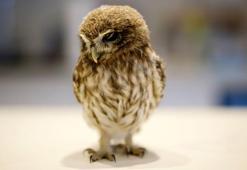 Yapay zekayla kuş tedavisi