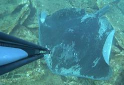 Dalışta, kuyruğu kesilip, halat bağlanmış vatozu görüntüledi