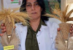 Yarım asırda soğuğa dayanıklı ve verimli 14 buğday, 2 tritikale, 1 de arpa çeşidi geliştirildi