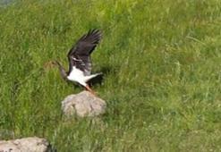 Nadir görülen karaleylek dron ile görüntülendi