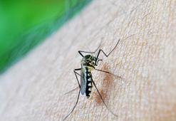 ABD’de sivrisineğe bağlı Dang humması vakaları hızla artıyor