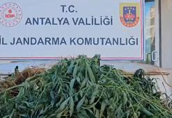 Uyuşturucu tacirlerine 'Narkoçelik-24' operasyonlarında, 28 tutuklama