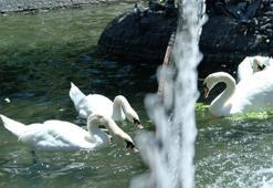 Kuğulu Park’ta kavga eden erkek kuğulara tel örgülü önlem