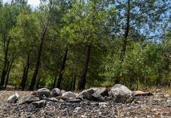 Orman yasakları sonrası 'mangal' duyarsızlığı