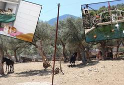 Mardin-Diyarbakır sınırındaki yangında yaralanan 26 hayvan 'Kurtarılmış Hayvan Çiftliği'nde