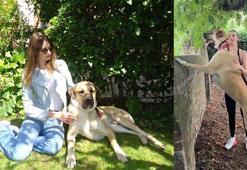 Londra'da yaşayan İngiliz İsidora'nın 'Kangal' tutkusu