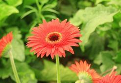 Tokat’ta uygulanan proje ile 300 kadın kesme çiçek sektörüne katılıyor