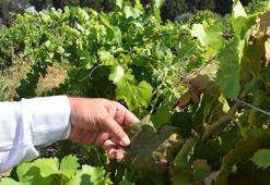 Haziran sıcakları, meyve ağaçlarını kuruttu