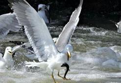 Van'da 2,5 ayda 69 ton inci kefali ele geçirildi; kaçak avcılara 2,2 milyon lira ceza kesildi