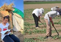 Tarlada çapa yapıp, çadırda ders çalışıyor: Mevsimlik çocuk işçiler