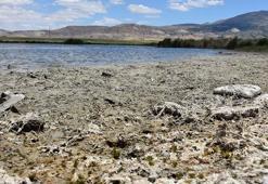 Ulaş Gölü'nde su seviyesi azaldı; 'Doğal habitat bozuluyor' uyarısı