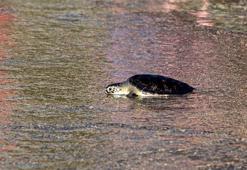 Ağa takılıp boğulma tehlikesi geçiren üreme dönemindeki deniz kaplumbağası, tedavi edilip denizle buluşturuldu