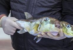 'Balon balığı avcıları' Antalya'da 218 bin lira kazandı