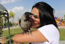 Sokakta bulduğu kargayı evinde besliyor