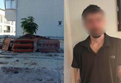 Büyükçekmece'de çatıda kenevir yetiştiren şüpheli yakalandı