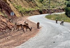 Yaban keçilerinin insanlara alıştığı Tunceli'de uzmanından 'ölümcül' uyarı