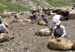 Yüksekova'da bir asırdır devam eden koyun kırkma şenliği