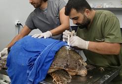 Yaralı caretta caretta tedavi edilip, denize bırakıldı