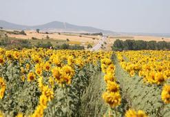 Edirne’de sarıya bürünen ayçiçeği tarlaları, Saros’a giden tatilcilere görsel şölen sunuyor
