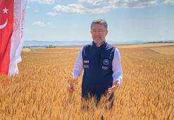 Yerli tohumlar 'Selami Bey' ve 'Ayten Hanım', çiftçiden tam not aldı