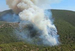 Bodrum'da orman yangını