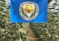 İlaç kalıntısız meyve ve sebze üretimine 'mavi bayrak'