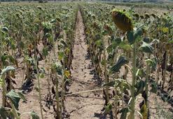 Edirne'de kavurucu sıcaklarda ayçiçeği ekili tarlalar kurudu, ürünlerin gelişimi durdu