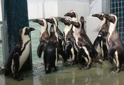 Hayvanat bahçesinde penguenlere yaz uygulaması