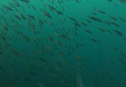 'Ege Denizi'nde egzotik türlerde artış yaşanırken yerli balık türlerinde azalış görülüyor'