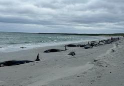 İngiltere’de kıyıya vuran 77 balina öldü