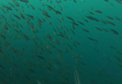 'Ege Denizi'nde egzotik türlerde artış yaşanırken yerli balık türlerinde azalış görülüyor'