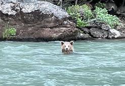 Munzur Nehri'nde serinleyen bozayı kamerada