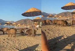 Marmaris'te domuzlar sahile indi