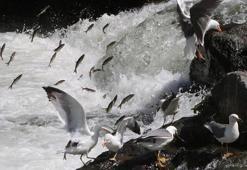 Vanlı balıkçılar 'Vira bismillah' diyerek ağlarını göle attı