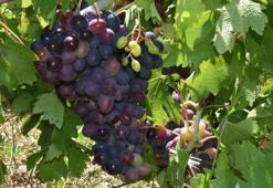 Coğrafi işaretli Kavacık üzümü, sıcak hava nedeniyle 20 gün erken hasat edilecek