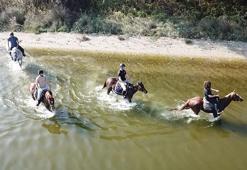 Üniversiteli safkan atların başarısı