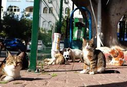 ‘Sahipsiz kedilerin sayısında keskin bir düşüş yaşanırsa fare sayısı artar, sokaklar Paris’e dönebilir’