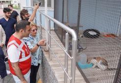 Beyoğlu Belediyesi’nden sokak hayvanları için iş birliği