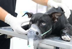 Fabrika yangınında itfaiye ekiplerinin kurtardığı 'Tokyo', yaşam mücadelesi veriyor