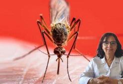 Prof. Dr. Yavuz'dan sivrisineklerden bulaşan virüs uyarısı