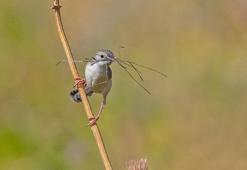 Yavru dik kuyruklu ötleğenin ‘yuva yapma oyunu’ fotoğraflandı