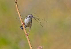Yavru dik kuyruklu ötleğenin ‘yuva yapma oyunu’ fotoğraflandı
