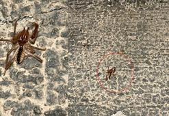 Kayseri'de 'sarıkız örümceği' tedirginliği