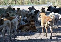 Sahipsiz hayvanlara yönelik kanun teklifi komisyonda kabul edildi