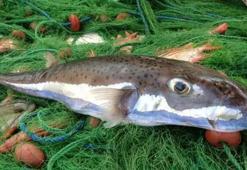 'Balon balıkları, ekonomiye yıllık 2 milyon Euro zarar veriyor'