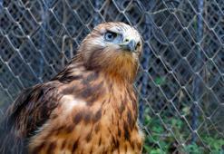 Bingöl’de yaralı halde bulunan yavru kızıl şahin, tedavisinin ardından doğaya salındı