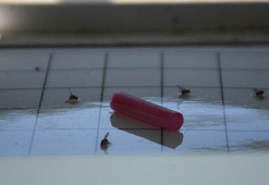 Akdeniz meyve sineğiyle mücadele