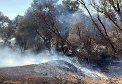Tekirdağ’da iki ayrı piknik alanında yangın çıktı