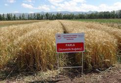 22 yılda geliştirilen 'Parla' buğday çeşidi yüz güldürdü